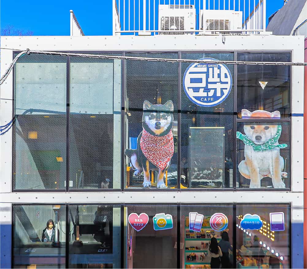 豆柴カフェ イメージ